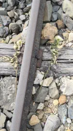 Zur Erinnerung … Rosen an der „Rampe“ des Vernichtungslagers Birkenau