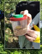 Lotte und Heidi Fangen den 1. Frosch