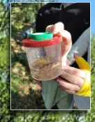 Lotte und Heidi Fangen den 1. Frosch