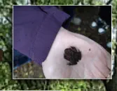 Toller Fang: eine kleine Kröte