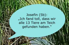 Josefin (5b):  „Ich fand toll, dass wir alle 13 Tiere am Teich gefunden haben.“
