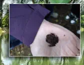 Toller Fang: eine kleine Kröte